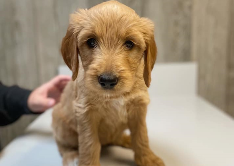 Carousel Slide 3: Offering dynamic care for pets of all ages!